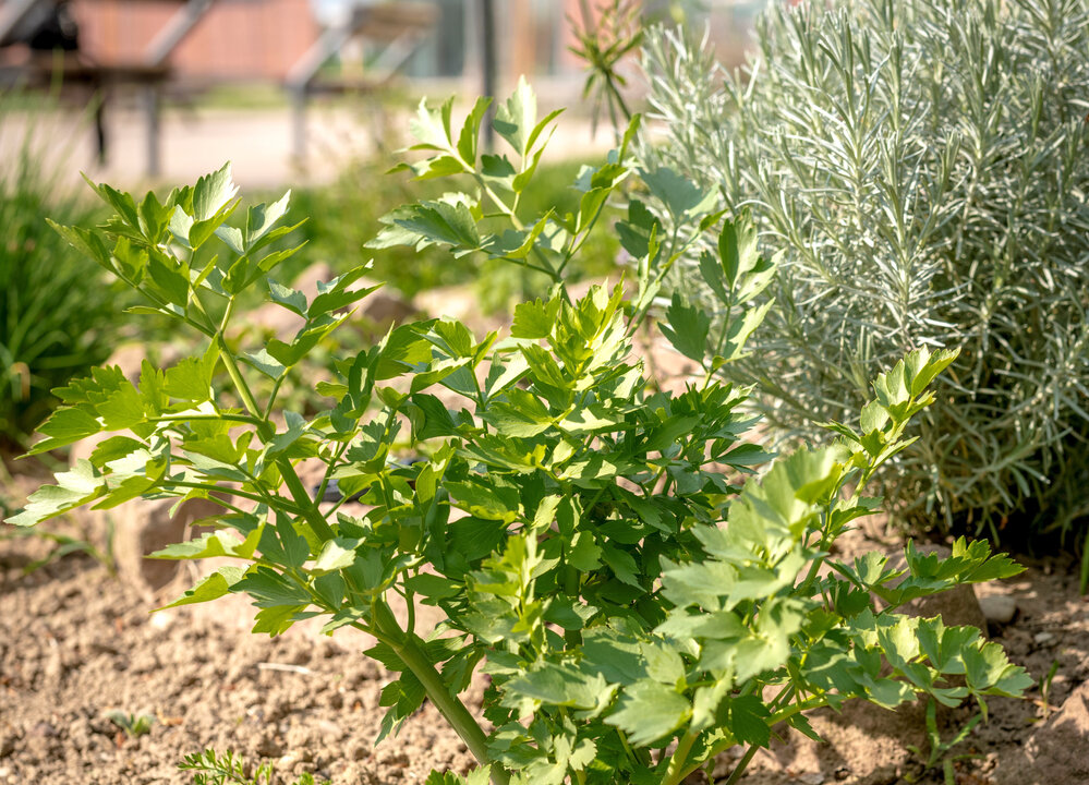 Obscure yet ubiquitous, lovage now grows wild from Florida to Saskatchewan. Like a weed, it thrives on being ignored. (Janny2/Shutterstock)