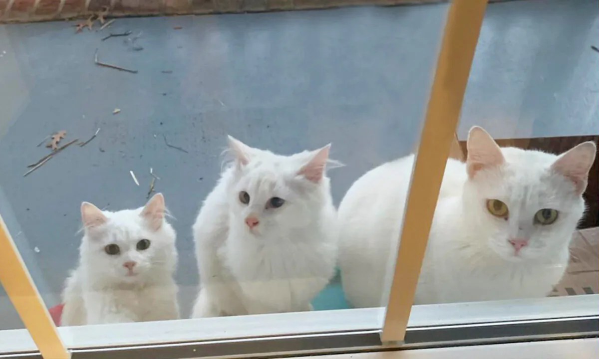 (Courtesy of Sarah Kelly, Kelly Foster Kittens)