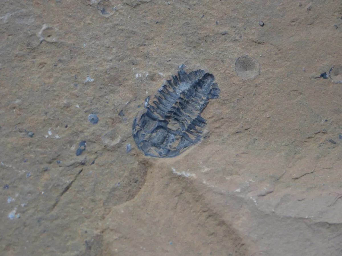 A fossil is shown at the Burgess Shale near Field, B.C. in this August 2012 photo. (The Canadian Press/Lauren Krugel)