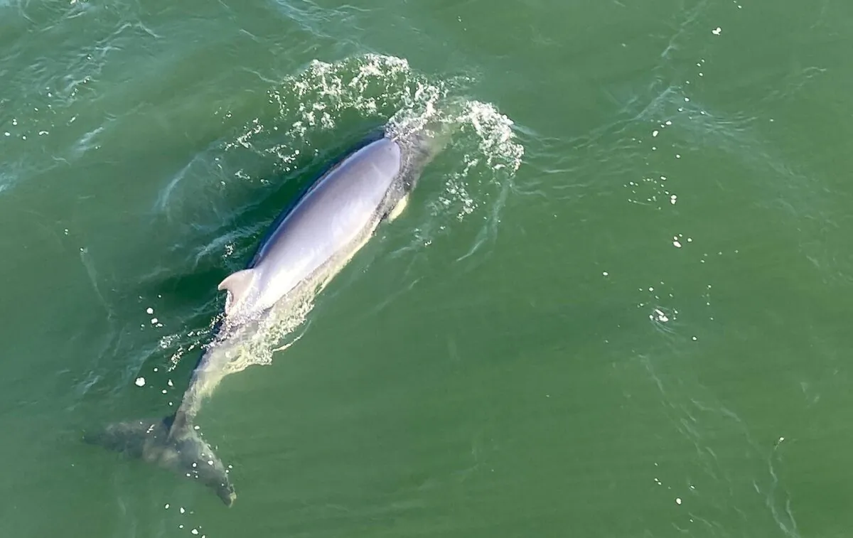 A whale is seen in the waters of the St. Lawrence River, near Montreal, May 9, 2022. (The Canadian Press/Morgan Lowrie)