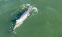 Research Group Says Whales That Turned up in Montreal Haven’t Been Seen Since Sunday