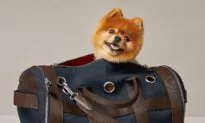 Pampered Pets: Keeping the Pup or Kitty Happy