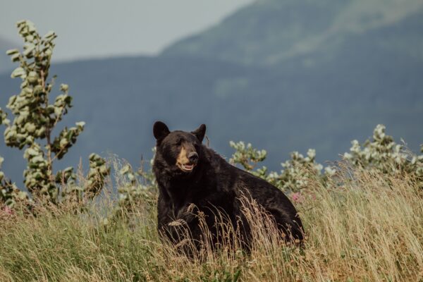 Alaska black bear