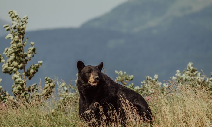 Stock photo of an Alaska black bear. (Danika Perkinson/Unsplash)
