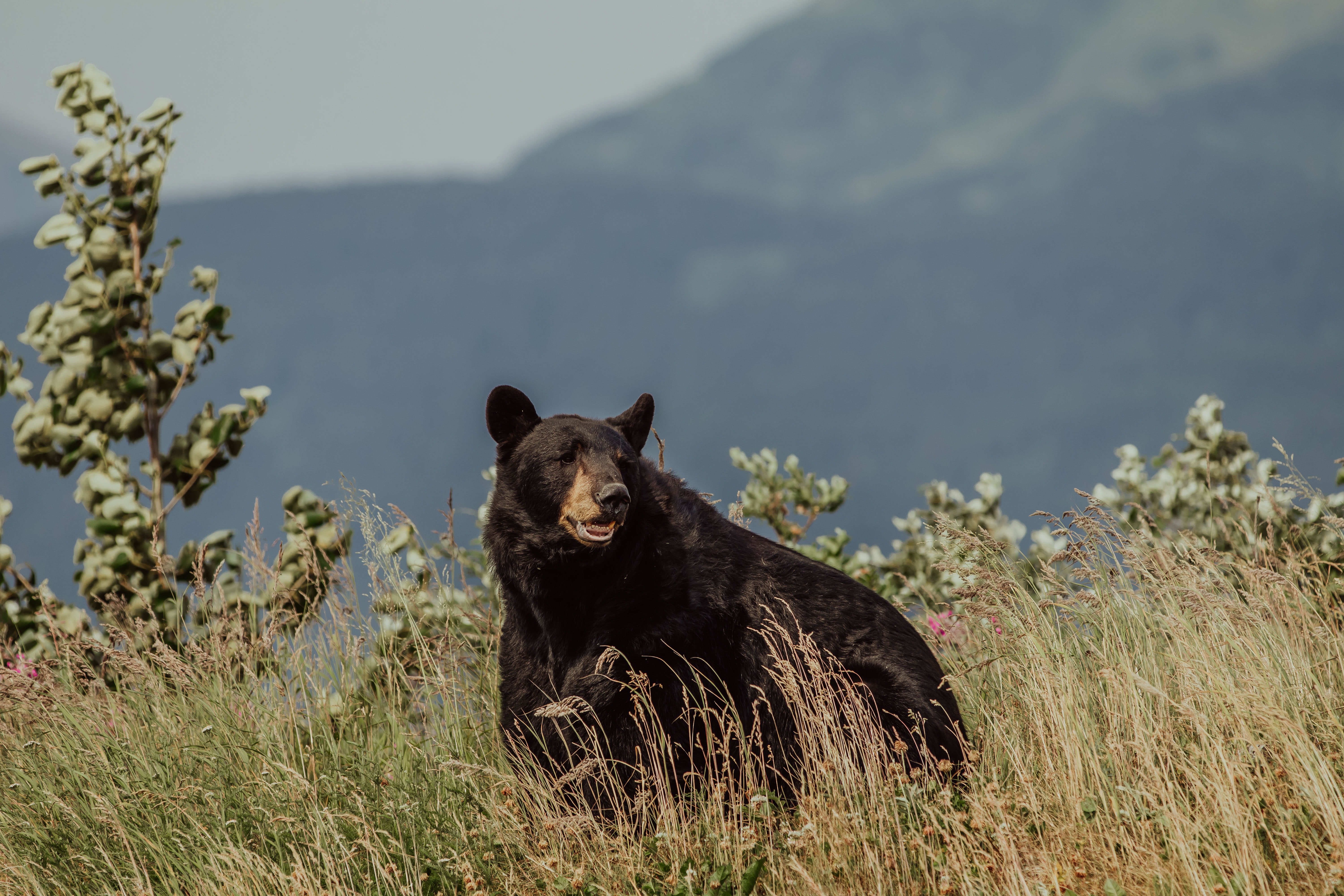 Star of 'The Bear Whisperer' Accused of Illegal Bear Kill - Vimarsana News