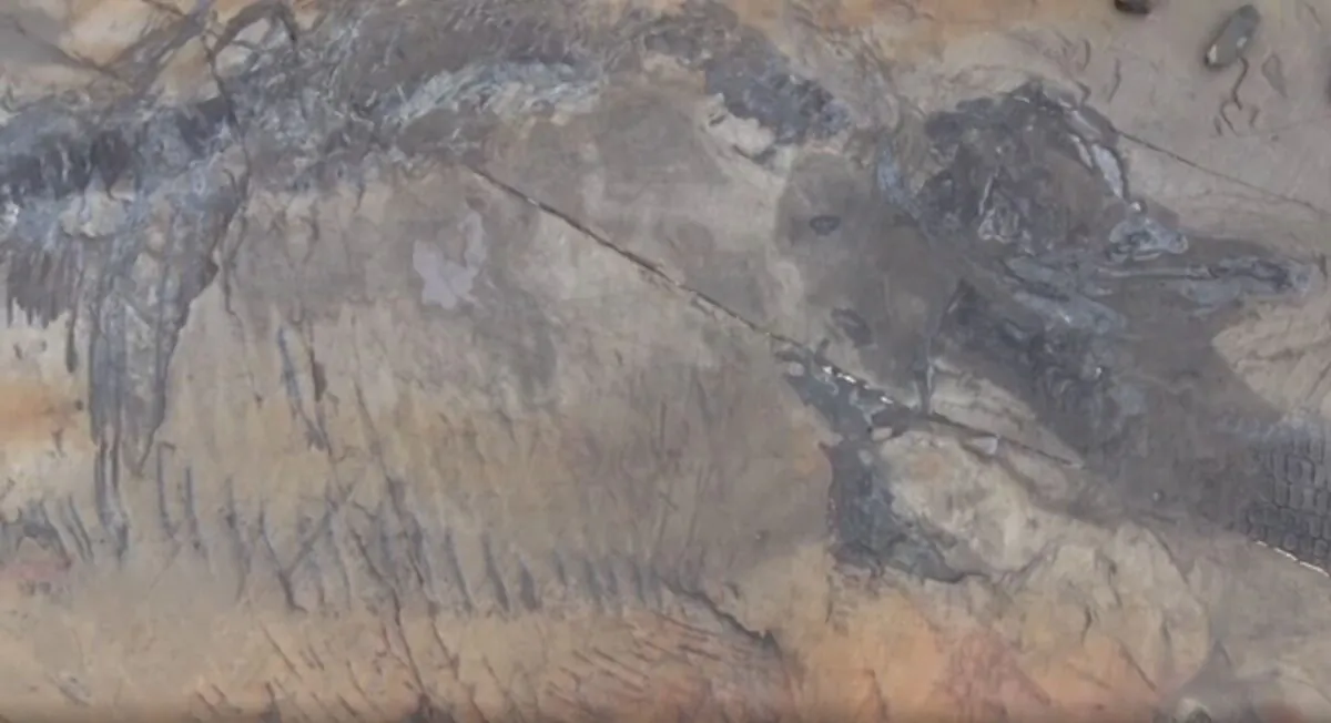 The ichthyosaur fossil mark on a rock at the Torres del Paine National Park in Chile on March 30, 2022. (TVN via AP/Screenshot via The Epoch Times)