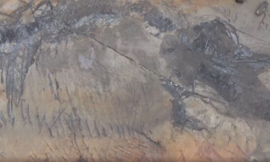 Fossil of Pregnant Ichthyosaur Discovered in Chile