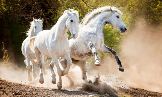 Woman Has 40 Years of Experience in Equine Photography: ‘I Enjoy These Animals in All Their Facets’