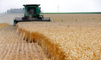 Analyst Warns World Has Just ‘Ten Weeks’ of Wheat Supplies Left in Storage