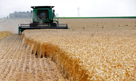 Analyst Warns World Has Just 'Ten Weeks' of Wheat Supplies Left in Storage