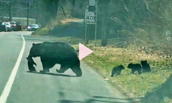 Momma Bear Struggles With Quadruplet Cubs