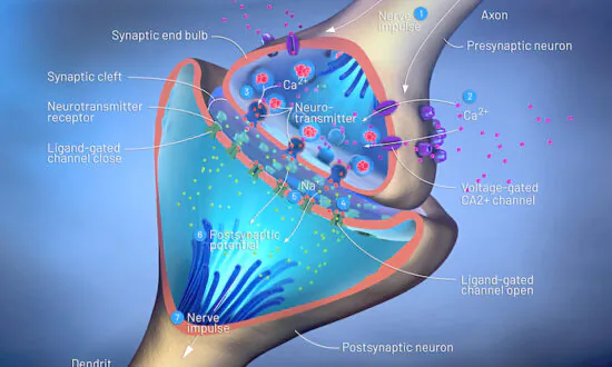 How Neurotransmitters Can Affect Your Health
