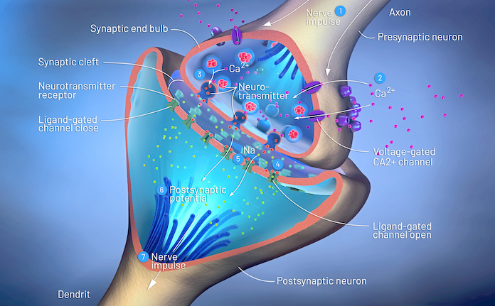 There are more than 100 different neurotransmitters, all with essential roles—and without proper nutrients, your body can't make enough of them. (Christoph Burgstedt/Shutterstock)