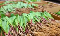 The Secret World of Ramps: Harnessing the Wild Flavor of West Virginia’s Spring Seasonal Delicacy