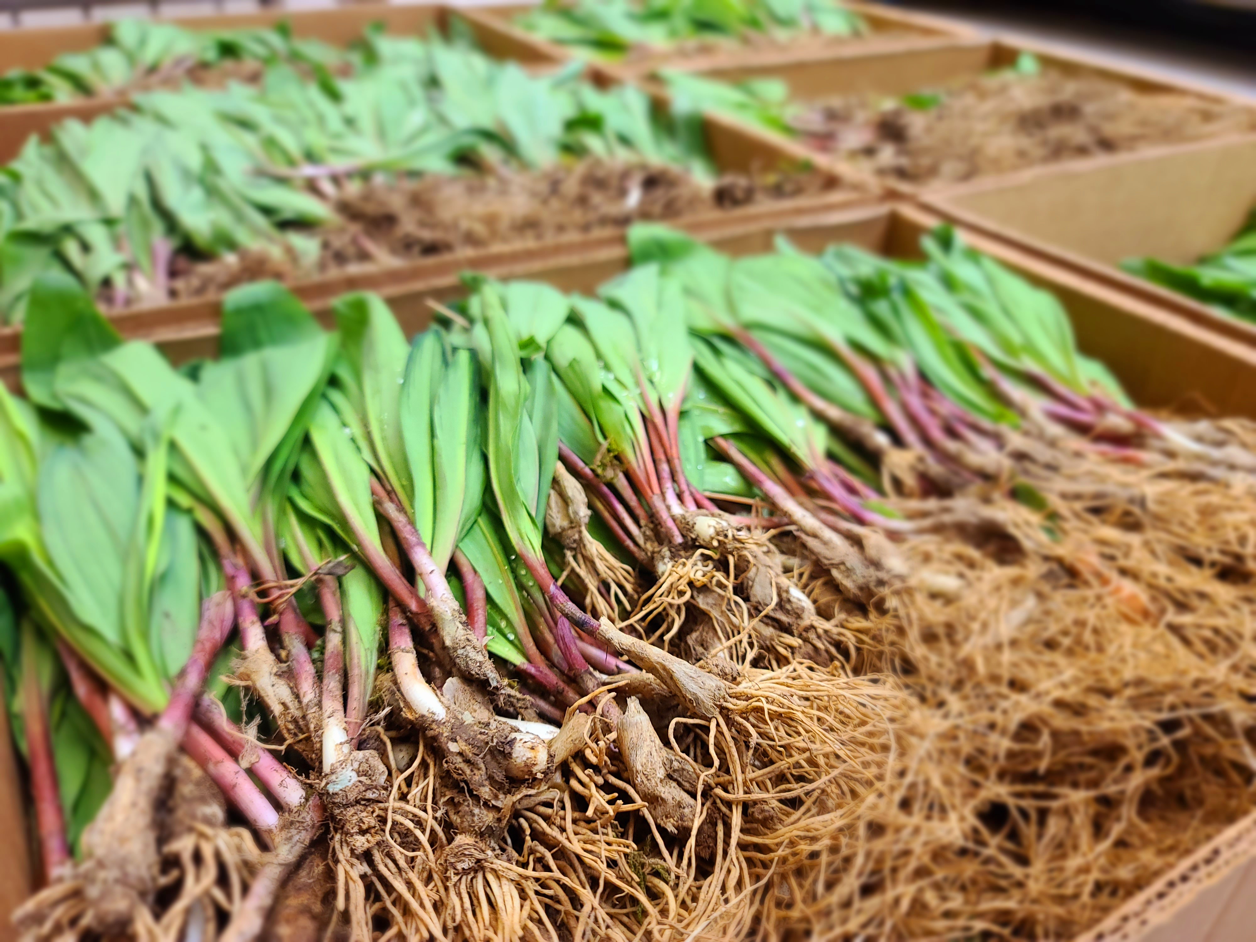 The Secret World of Ramps: Harnessing the Wild Flavor of West Virginia's Spring Seasonal Delicacy - Vimarsana News