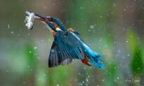 Office Worker Captures Incredibly Amazing Wildlife Shots During His Lunch Break (Photos)