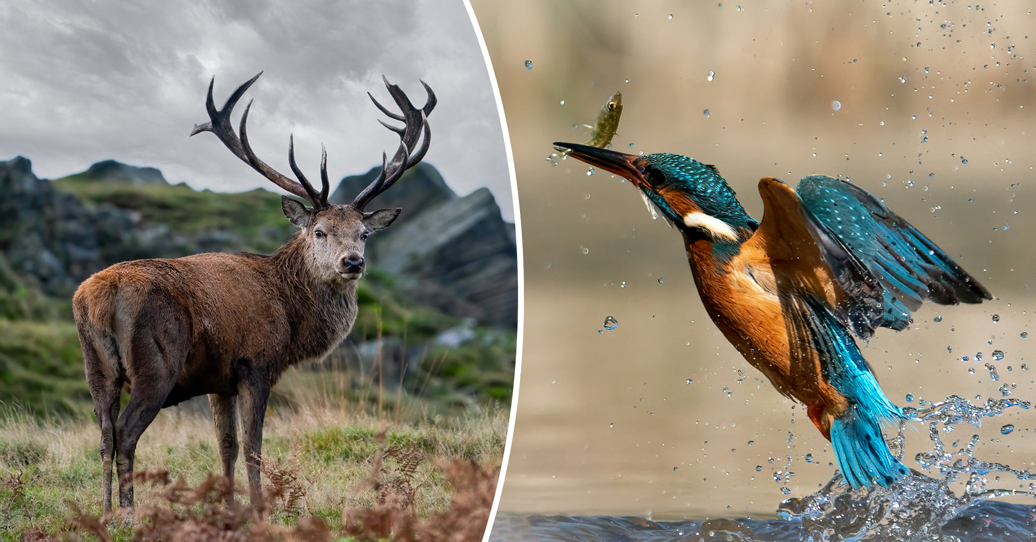 Office Worker Captures Incredibly Amazing Wildlife Shots During His Lunch Break (Photos) - Vimarsana News