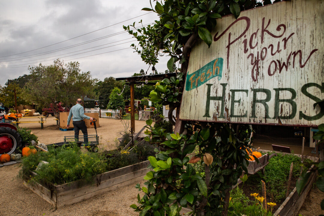 Herbal farming in Irvine, Calif., on Oct. 8, 2021. (John Fredricks/The Epoch Times)