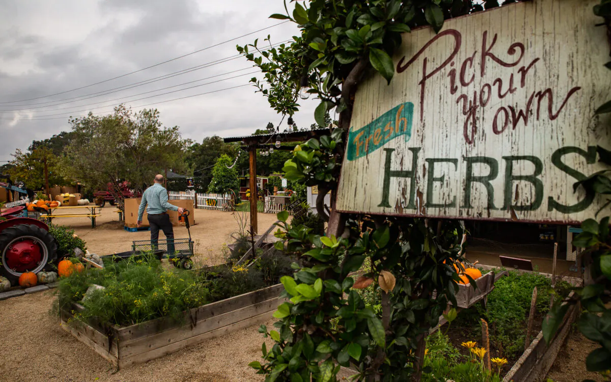 Herbal farming in Irvine, Calif., on Oct. 8, 2021. (John Fredricks/The Epoch Times)