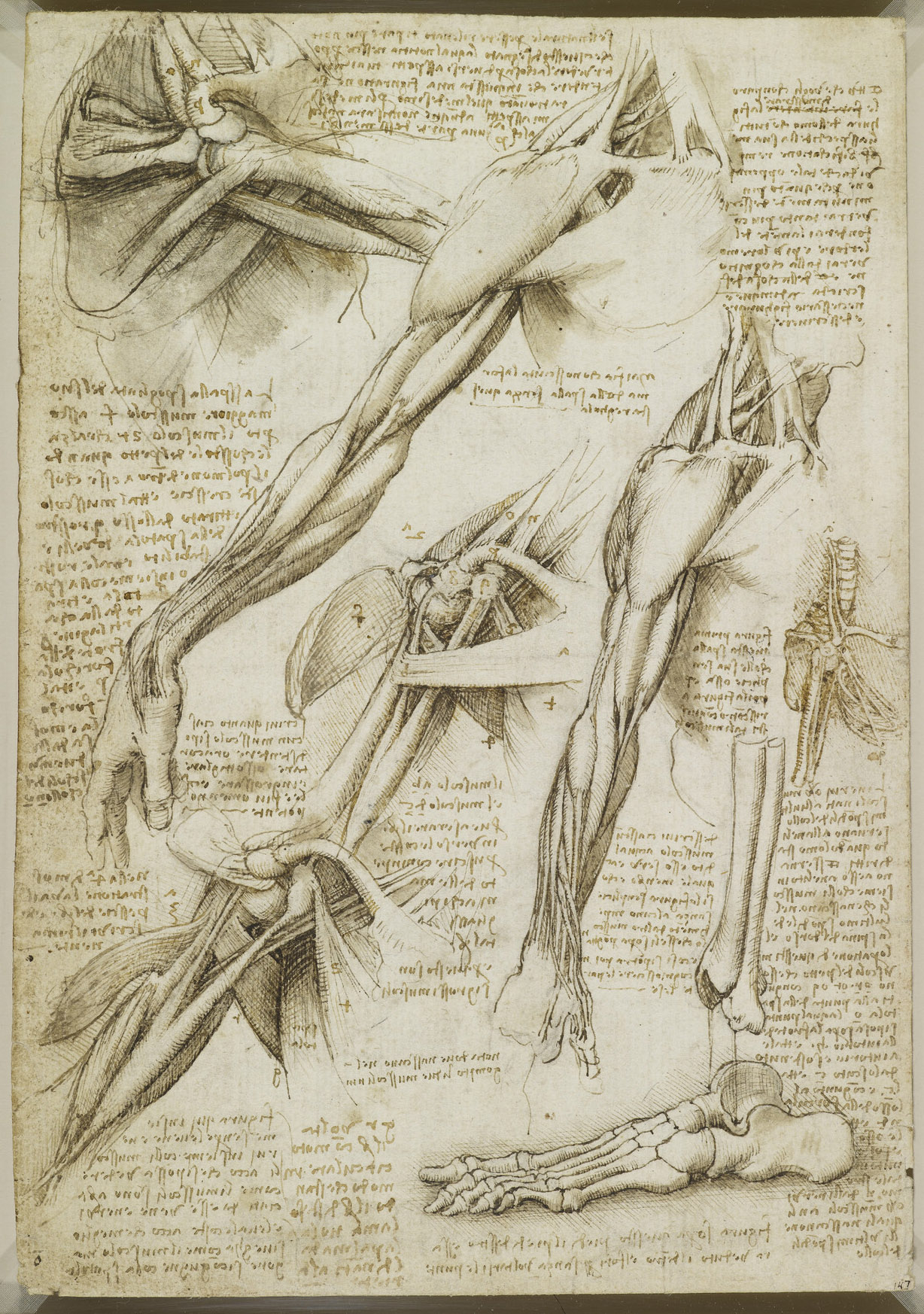 The Muscles of the Shoulder and Arm, and the Bones of the Foot.” in Pen and Ink with Wash, over traces of black chalk, 