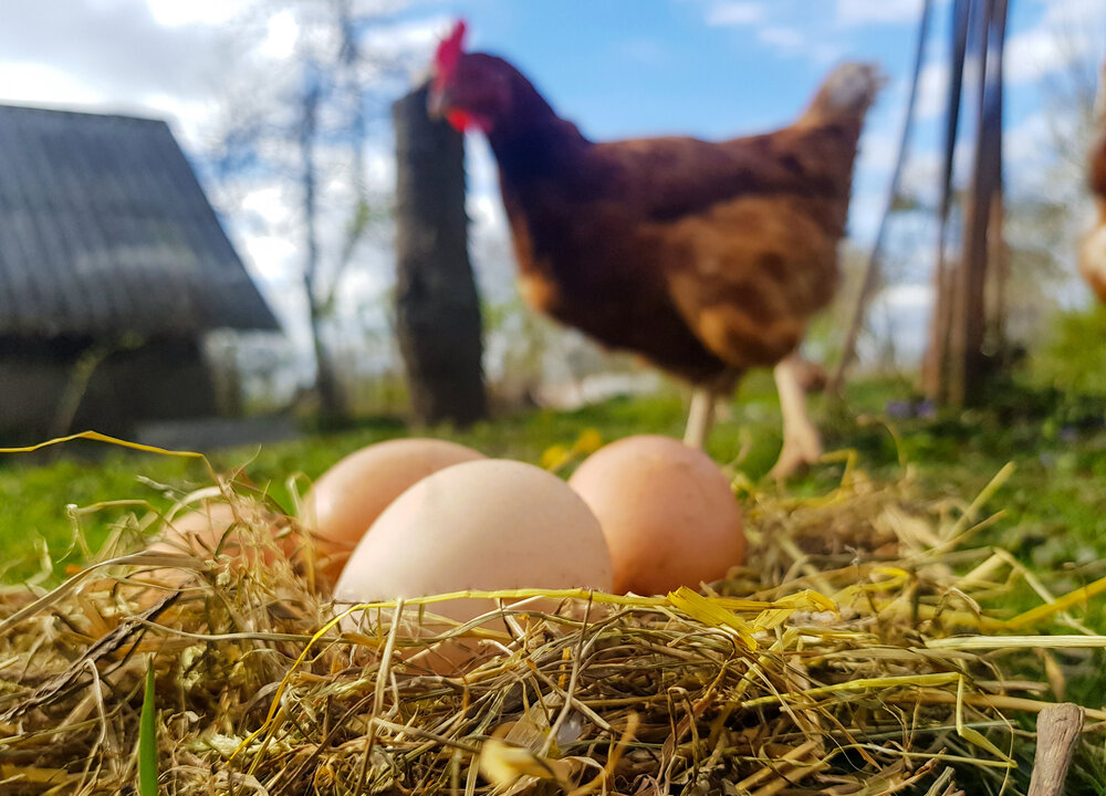 Chicken eggs in a nest of hay. (yarm_sasha/ShutterStock)