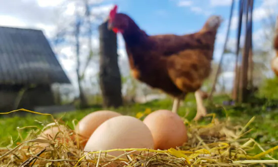‘The Egg and I’ from 1947: Buying the Chicken Farm
