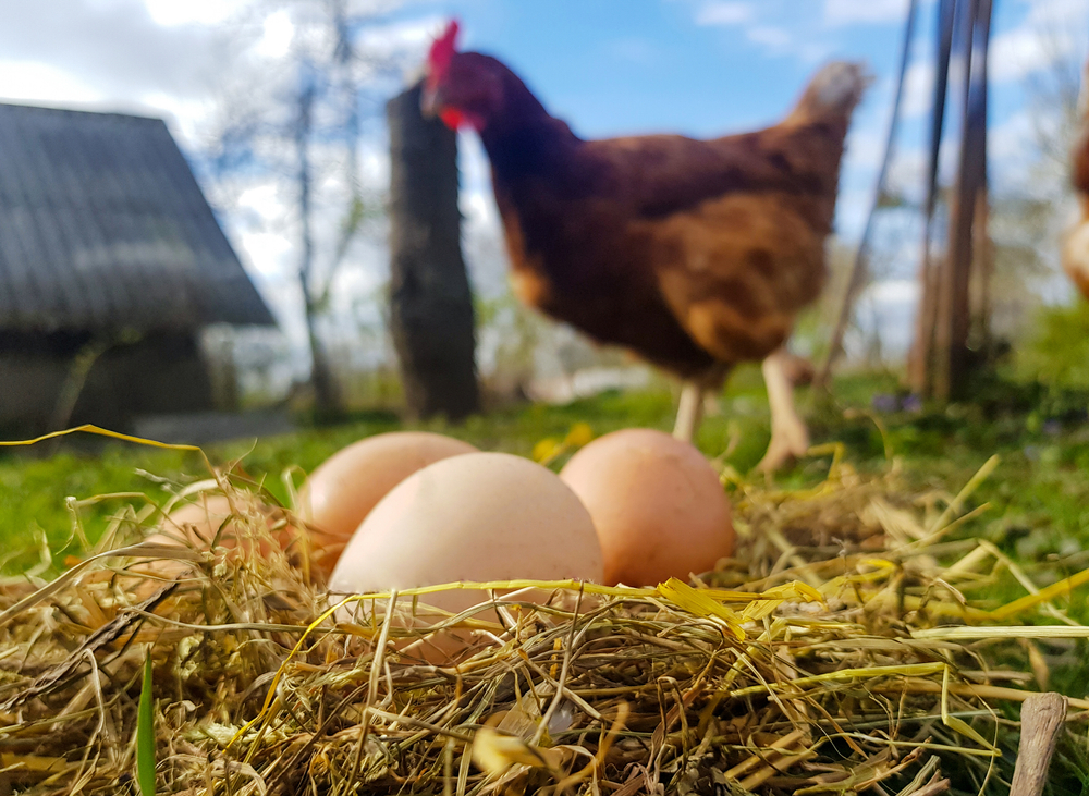 Population studies suggest that low intake of animal protein and high intake of fruits and vegetables may be protective, but not just cutting down on any animal protein. Eggs and poultry seem to be the worst, along with refined grains, but no association was found for red meat or dairy.  (ShutterStock)