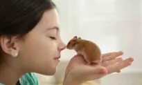 Ensure a Hamster Is Friendly Before Adopting