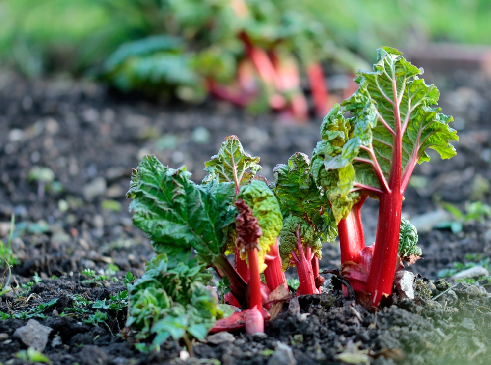 Garden,Rhubarb,Or,Common,Rhubarb,(rheum,×,Hybridum,,Cultivated,Form