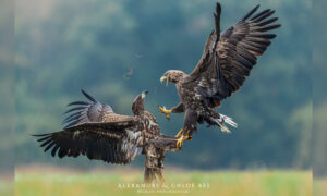 Amazing Photos Capture 2 White-Tailed Eagles in a Fearsome Midair Battle Over Food