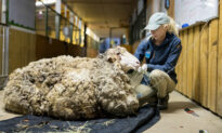 VIDEO: Dying Sheep Saved From 88lb of Matted Fleece Is Now Unrecognizable and Happy