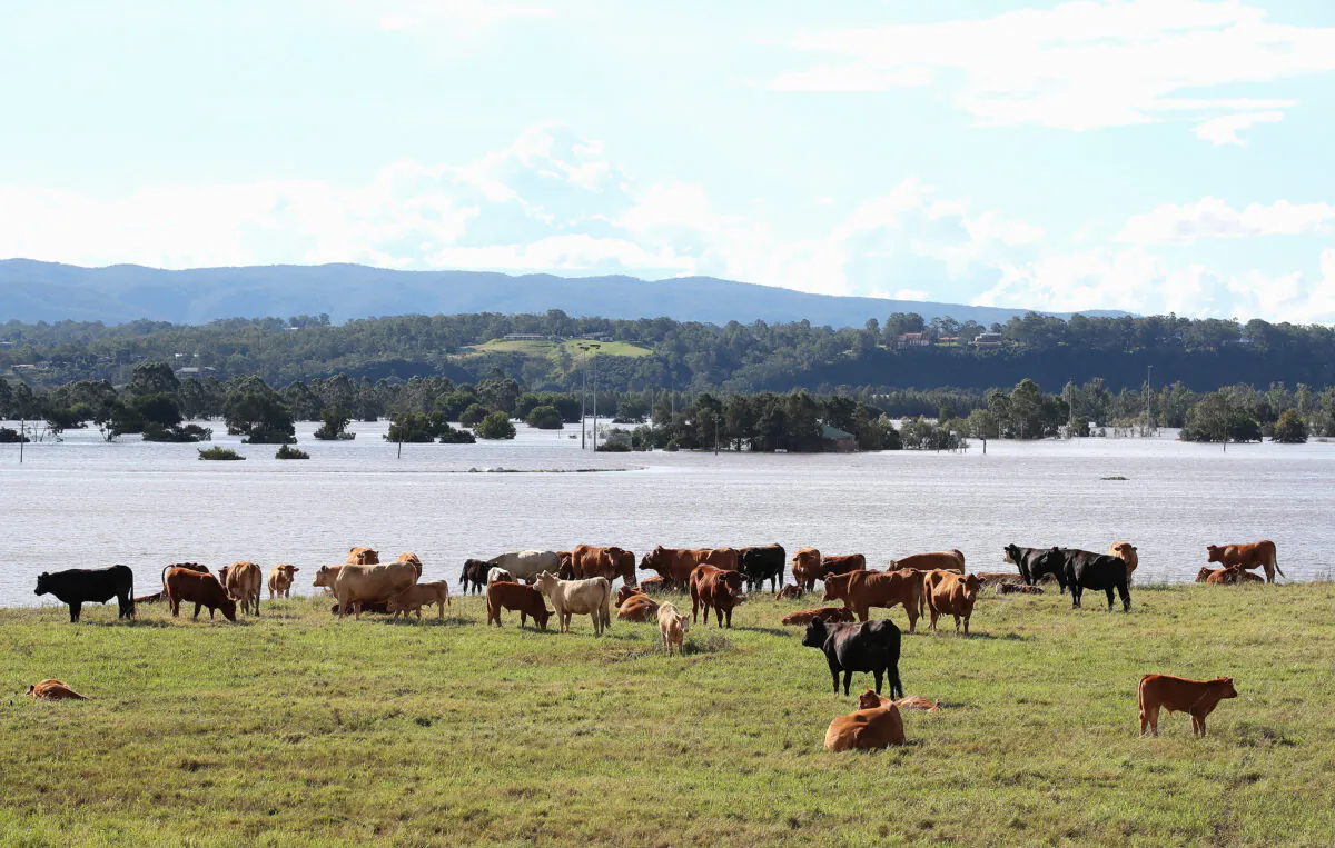 Cattle take higher ground at a flooded farm in Richmond, Australia, on March 25, 2021. (Cameron Spencer/Getty Images)