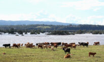 Greatest Biosecurity Threat Hovers Over Northern Australia: Chief Vet