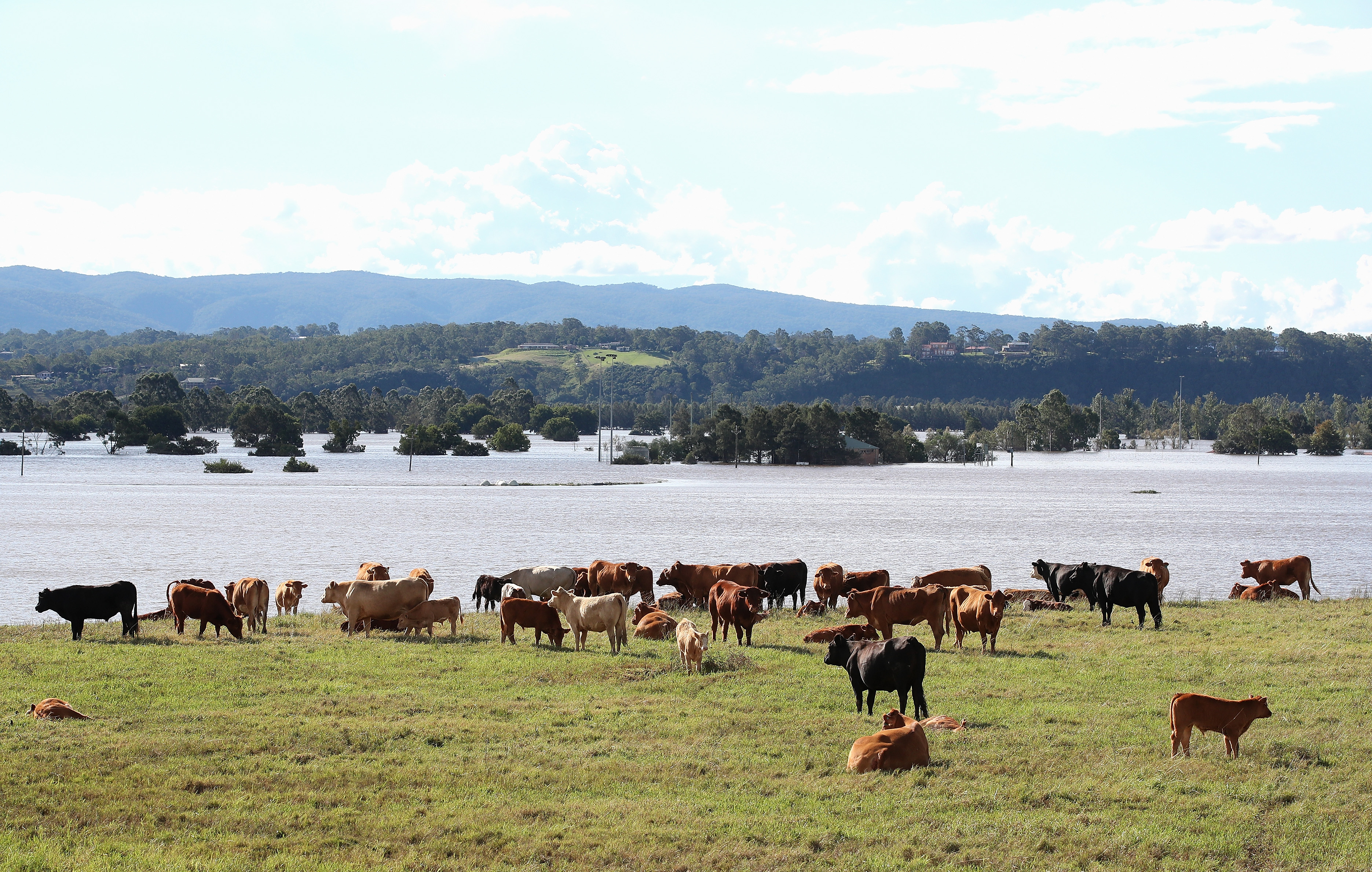 Greatest Biosecurity Threat Hovers Over Northern Australia: Chief Vet - Vimarsana News