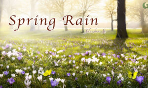 Rain Falls Gently as the Wind Blows Softly in the Air | Musical Moments