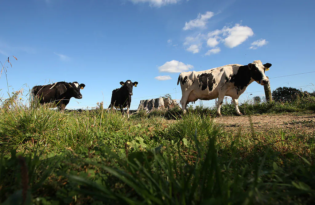 A herd of cows make their way down the race to the milking shed at a dairy farm in Morrinsville, New Zealand, on April 18, 2012. (Sandra Mu/Getty Images)