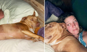 Hilarious Moment Couple Wake Up to Find They’ve Been Snuggling Someone Else’s Dog