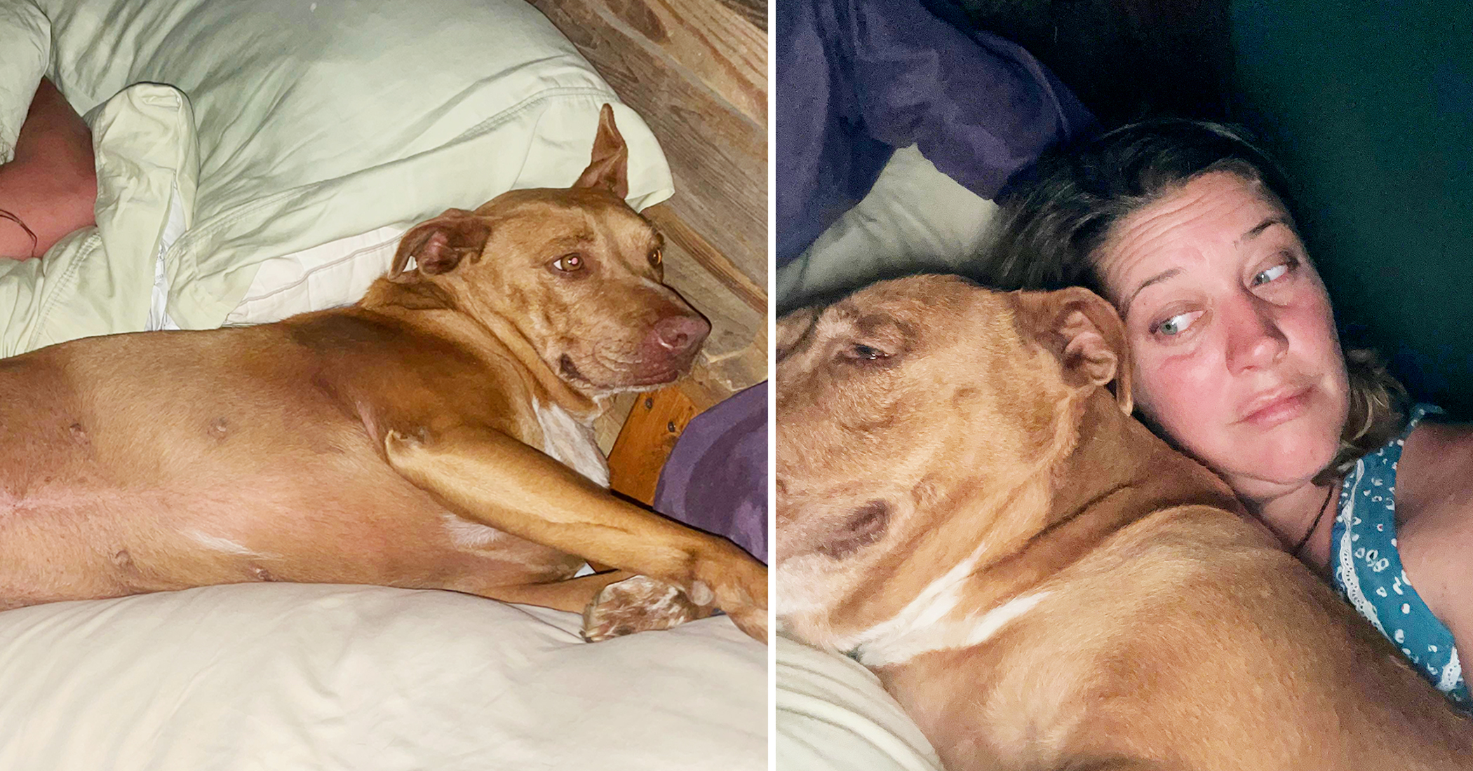 Hilarious Moment Couple Wake Up to Find They've Been Snuggling Someone Else's Dog - Vimarsana News