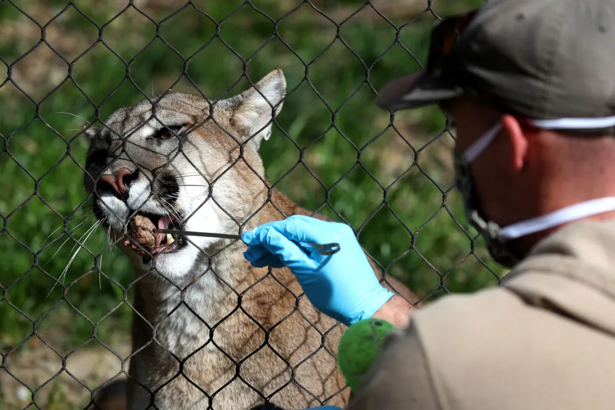 Animal keeper Sam Delzell feeds a mountain lion at the Oakland Zoo in Oakland, Calif. on April 16, 2020. (Justin Sullivan/Getty Images)