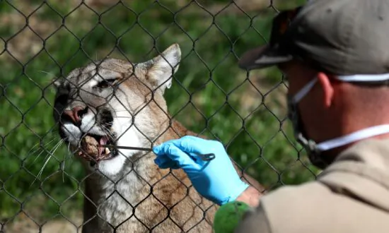 Cougar Discovered in Southern California Turkey Coop Will Be Released