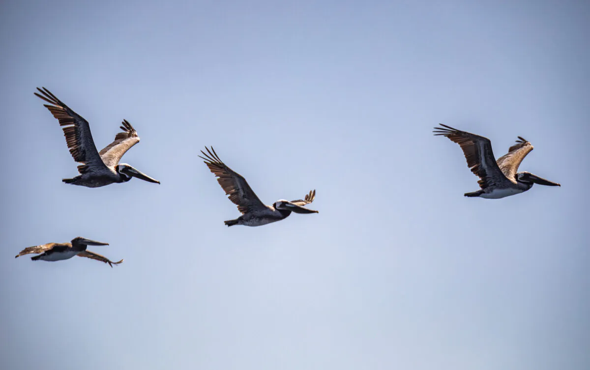 Pelicans fly above Dana Point Harbor in Dana Point, Calif., on April 7, 2022. (John Fredricks/The Epoch Times)