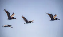 Brown Pelican Crisis Developing in Southern California