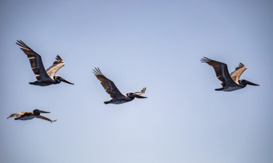 Brown Pelican Crisis Developing in Southern California