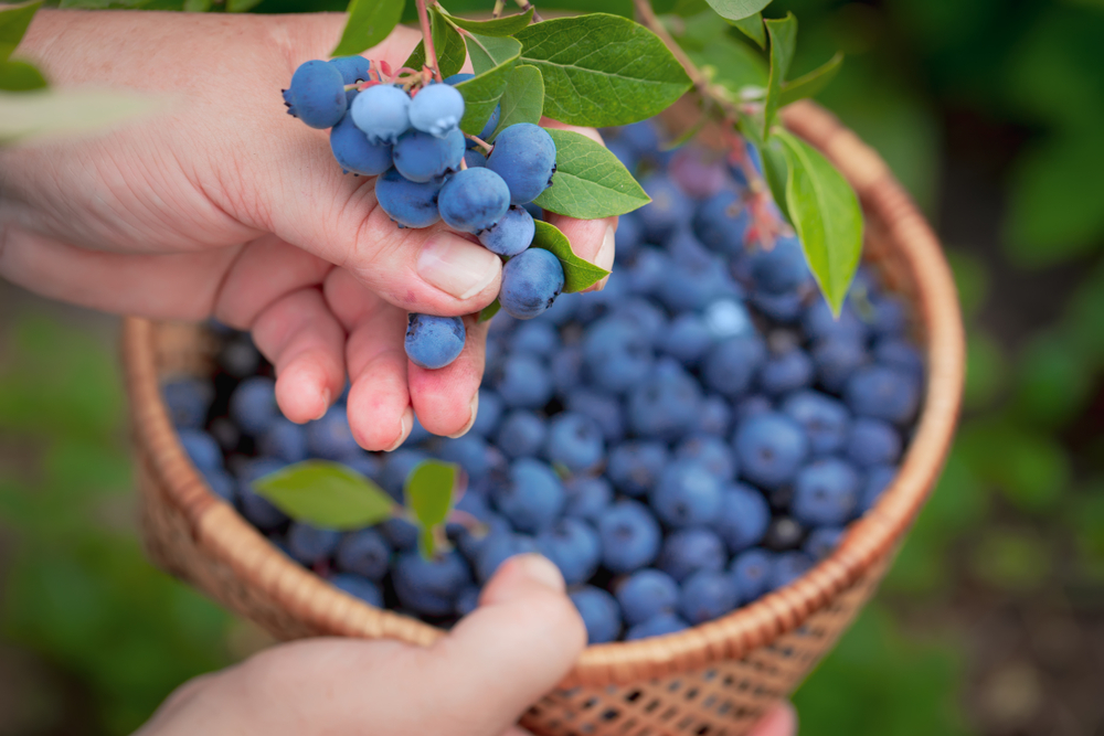 A 2021 study, suggests that blueberries can improve heart health. (ShutterStock)