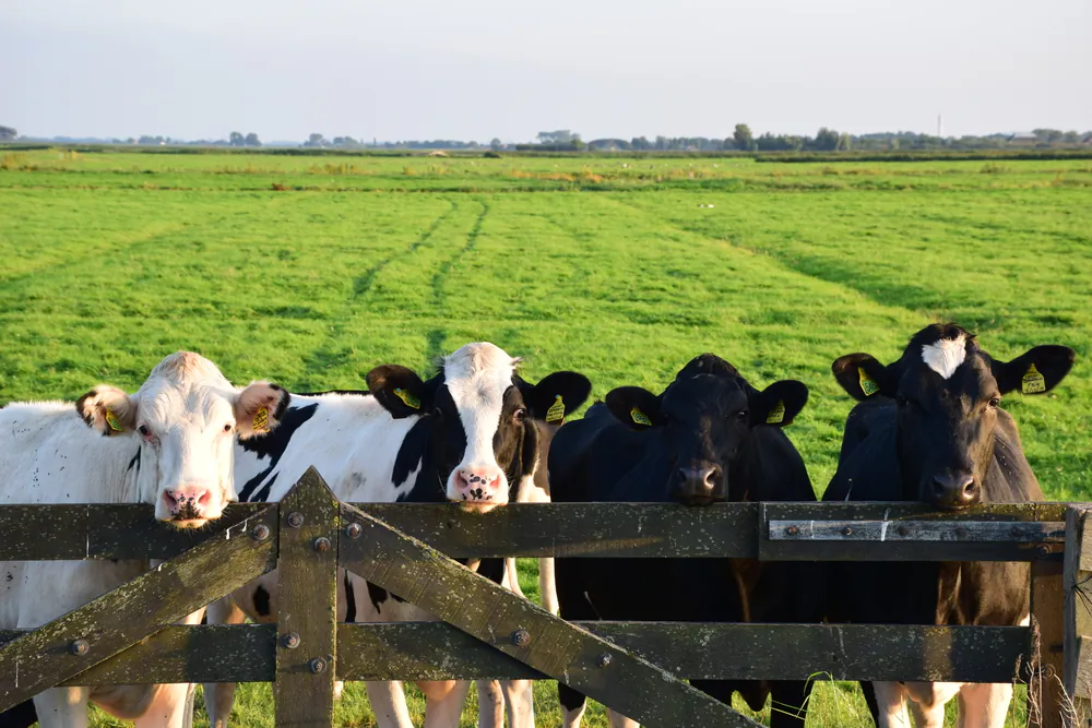 There are legally allowed pesticide toxins that grass grazing cows then eat that can introduce toxins to you thru the fertilizer and meat of those cows. (ShutterStock)
