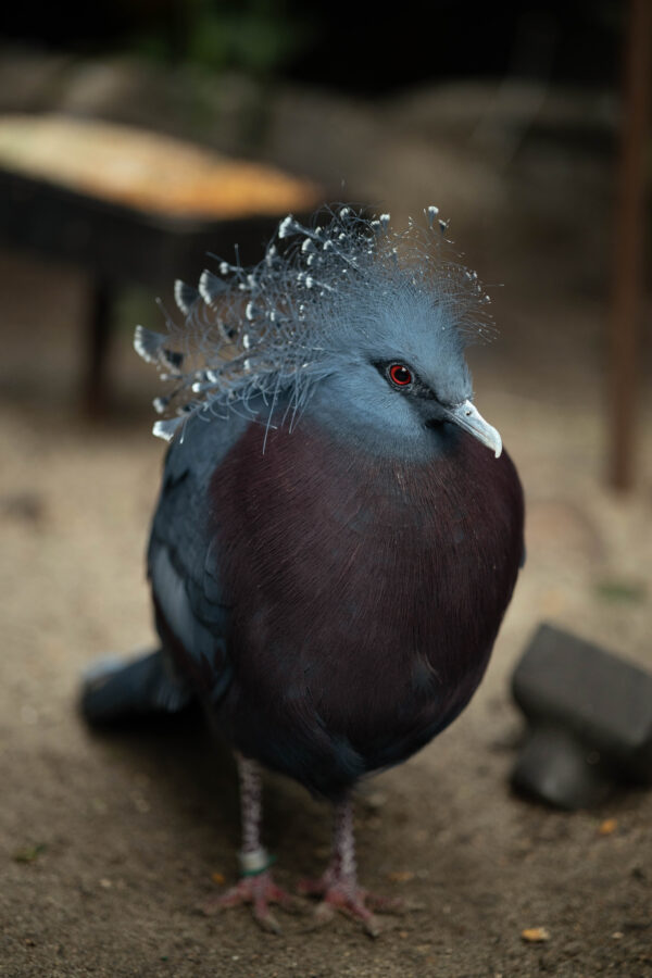 Epoch Times Photo