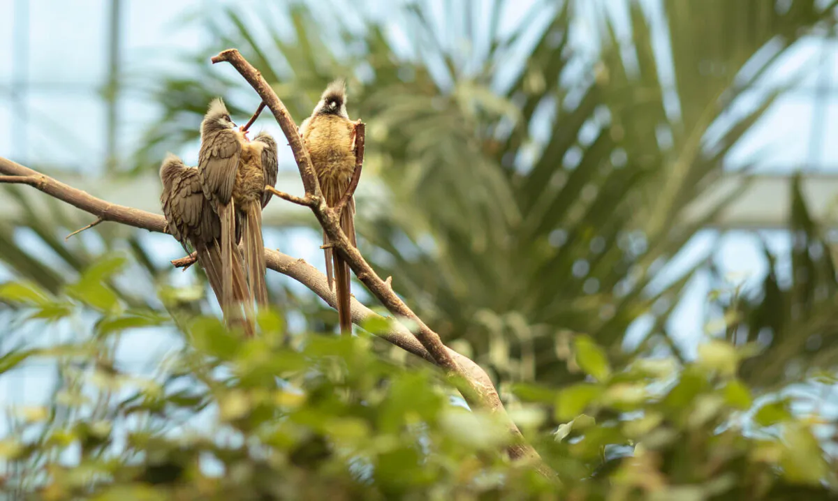 Speckled mousebirds, a colorful species native to sub-Saharan Africa.(Savannah Howe for American Essence)