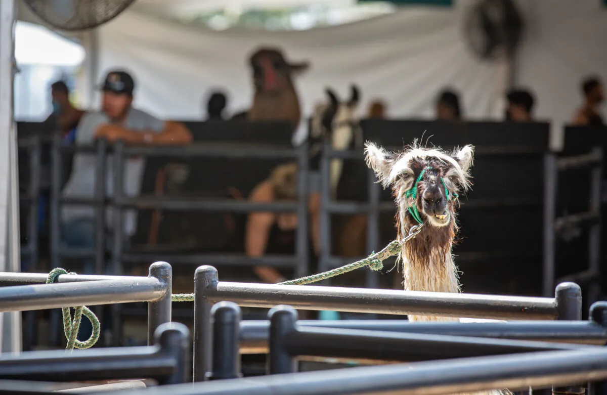 A llama sits tied in a petting at the Orange County Fair and Event Center in Costa Mesa, Calif., on July 16, 2021. (John Fredricks/The Epoch Times)