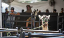 Things to Do in Orange County This Weekend: May 20–22