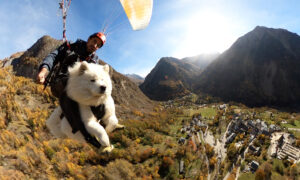 VIDEO: Fearless, Fluffy Pup’s Paragliding Adventures With His Owner Go Viral